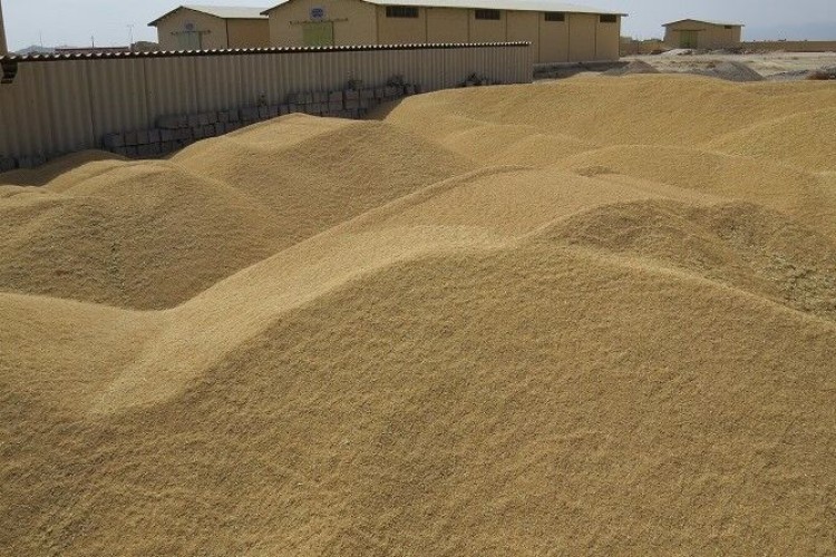 ۵۹۰ هزار تن محصول زراعی در استان یزد تولید شد
