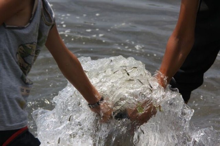 سه میلیون و ۸۰۰ هزار بچه ماهی در رودخانه آستارا رهاسازی شد