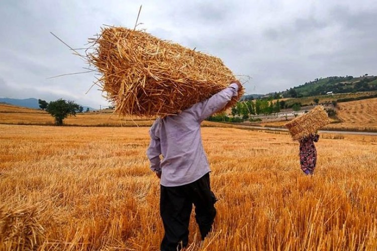 خرید گندم در کشور حدود ۳۰ درصد بیشتر از سال گذشته شده است
