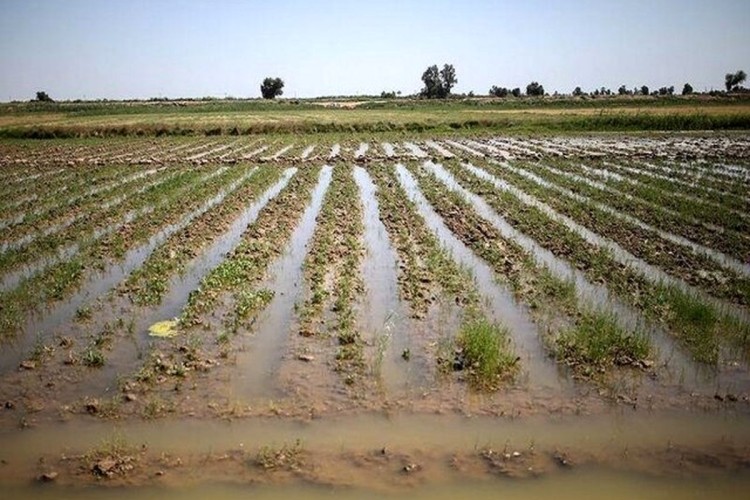 خسارت ناشی از کمبود آب حوزه کشاورزی قابل جبران نیست