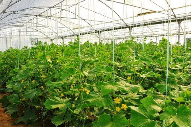 ایجاد گلخانه یک راهکار اشتغال پایدار در بخش کشاورزی کرمانشاه است