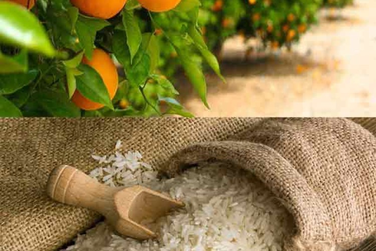 کاهش ۵۰ درصدی تعهدات ارزی برای صادرات مرکبات و برنج مازندران اجرایی شد