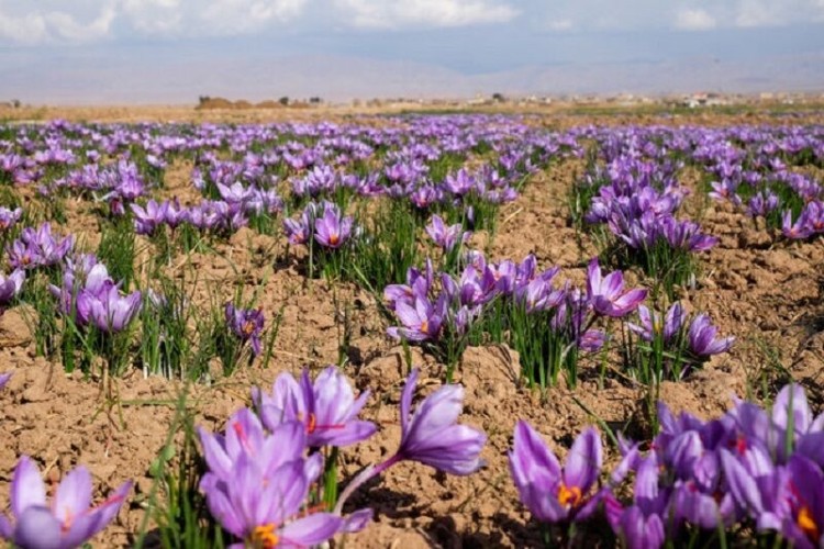 توسعه مزارع زعفران از برنامه‌های اولویت‌دار جهاد کشاورزی کردستان است