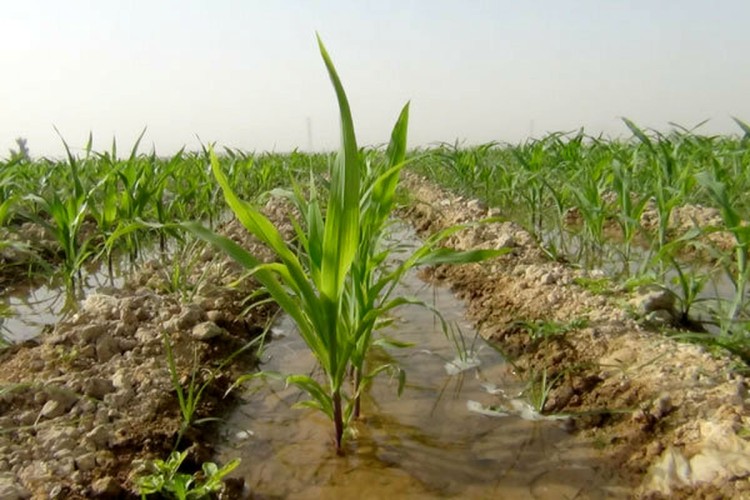 بخش کشاورزی نیازمند تحویل حجمی آب از سوی وزارت نیرو است