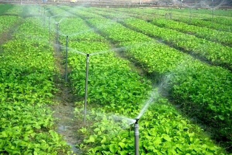 جزئیات افزایش قیمت آب بهای محصولات کشاورزی اعلام شد