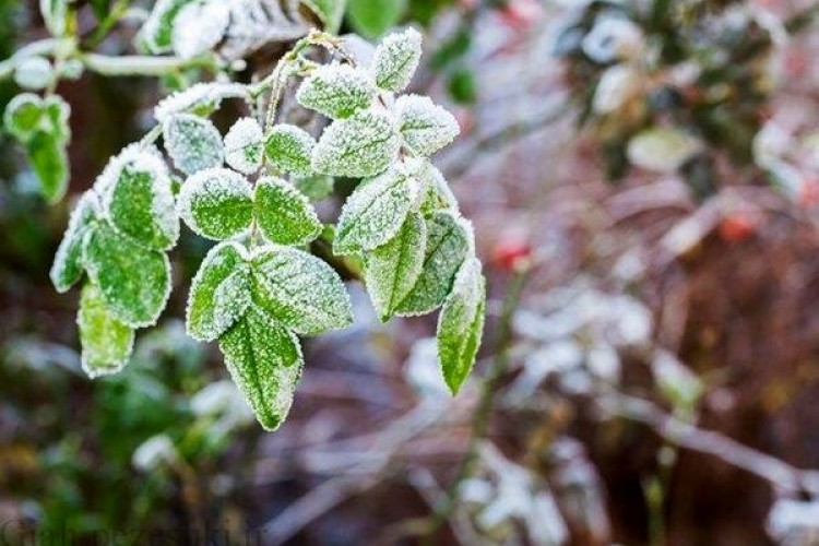 کشت گیاهان با دوره رشد کوتاه برای جبران خسارات باغداران