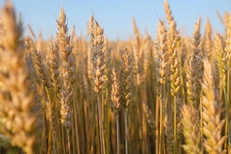 ۵۰ هزار تن گندم در استان سمنان خریداری شده است