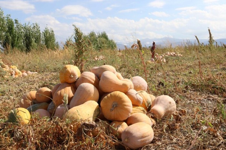 صادرات ۲۶۰ تُن کدو حلوایی‌ کازرون به روسیه