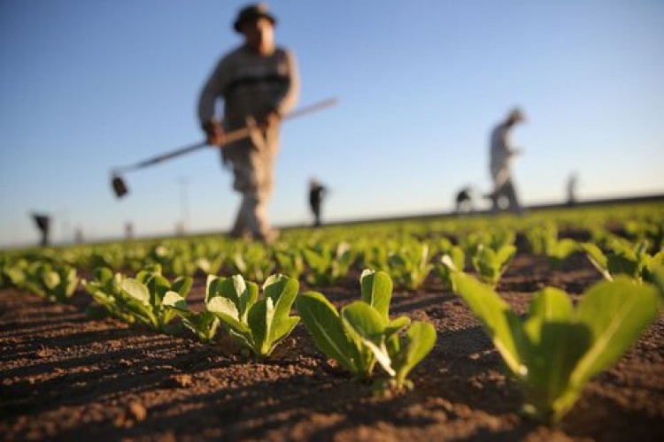 ۱۲۰ هزار میلیارد تومان بابت خرید تضمینی گندم به کشاورزان پرداخت می‌شود