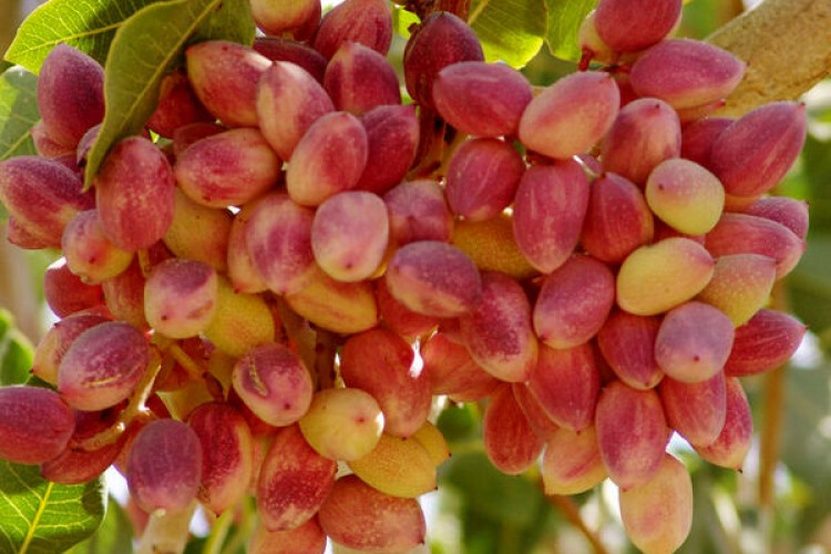 سالانه ۱۱ میلیون تن میوه‌های سردسیری در کشور تولید می‌شود