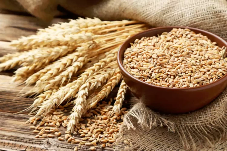 حدود ۴۰ درصد گندم از سوی تشکل‌های تعاون روستایی خریداری شد