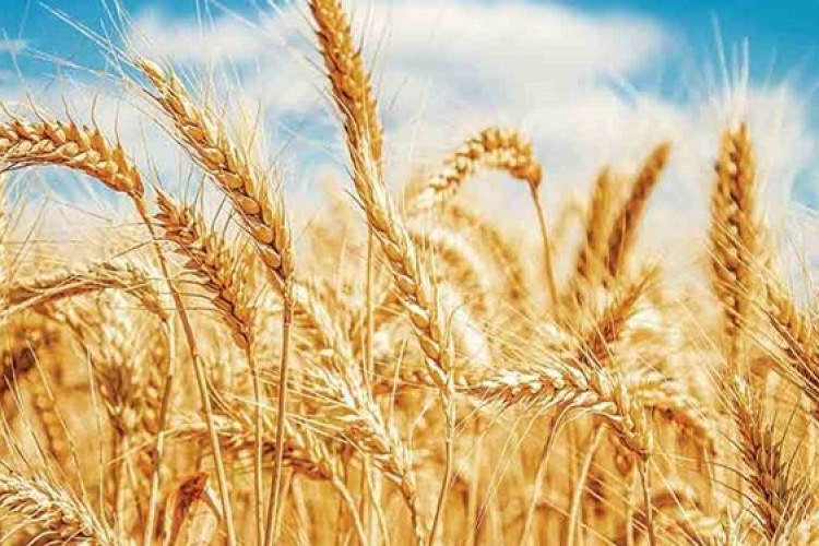 رکورد تاریخی تولید ۱.۸ میلیون تن گندم در مزارع خوزستان
