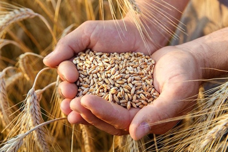 سوریه ۱٫۴ میلیون تن گندم از روسیه وارد می کند