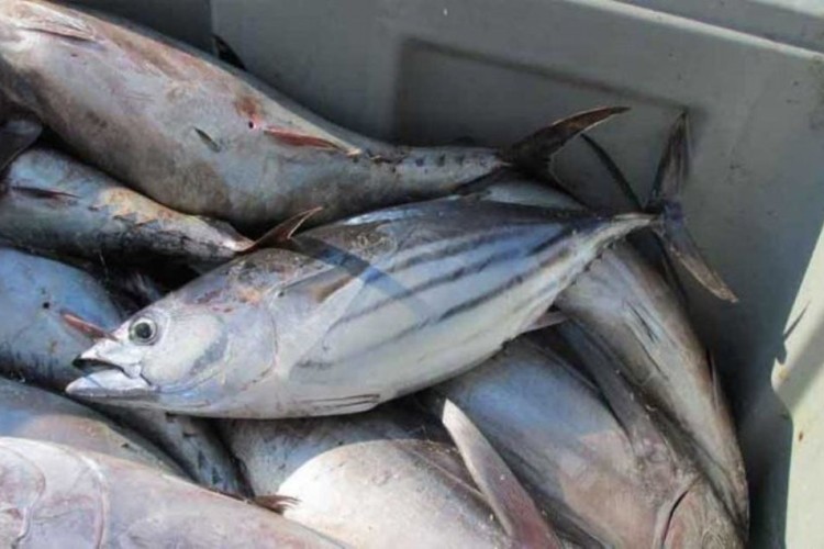 تسهیل واردات تون ماهیان تنها راهکار کنترل قیمت کنسرو ماهی