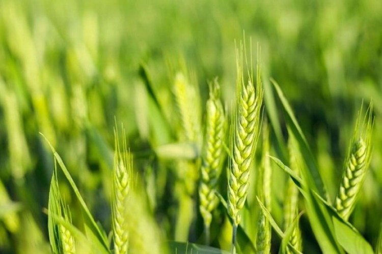 تولید گندم با کیفیت در دستور کار است