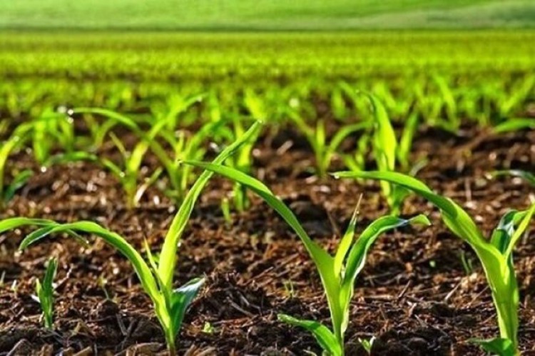 تحقق کشاورزی قراردادی در بیش از ۲ میلیون هکتار از اراضی کشور