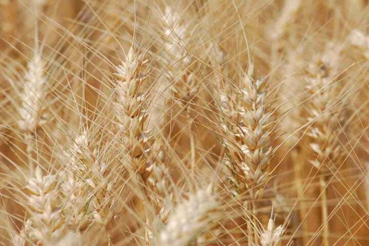 کیفیت «گندم» کشور در سطح جهانی است