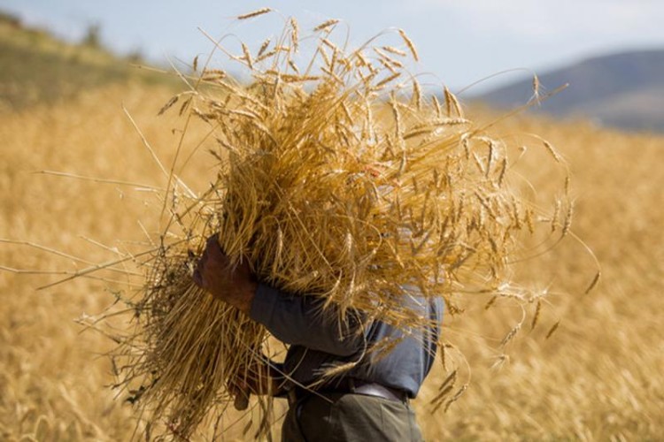 نیاز کشور به گندم برای تولید نان ۱۲ میلیون تن است