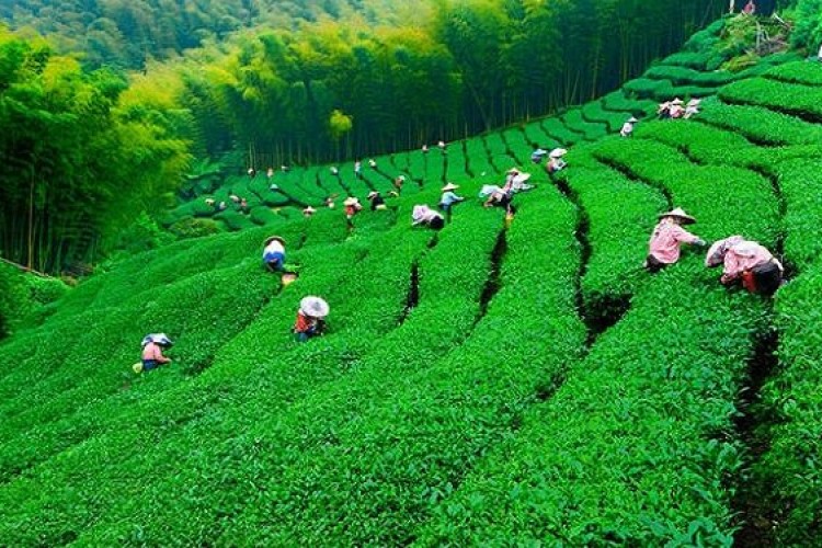 افزایش ۳۰درصدی قیمت خرید برگ سبز چای
