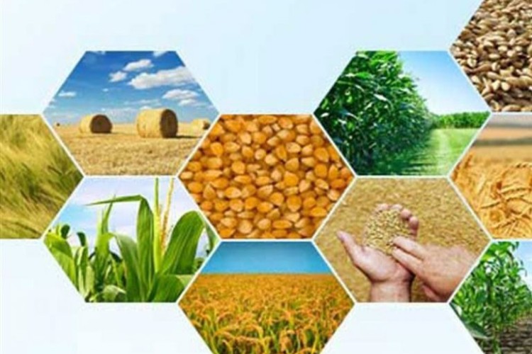 آمار واقعی مبنای مدیریت هوشمند بازار محصولات کشاورزی است