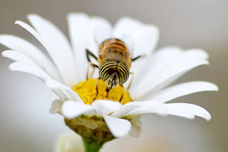 سومین آیین روز جهانی زنبور ۳۱ اردیبهشت برگزار می‌شود