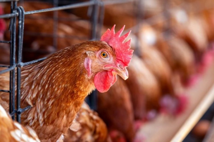 پایداری در بازار تولید و مصرف مرغ