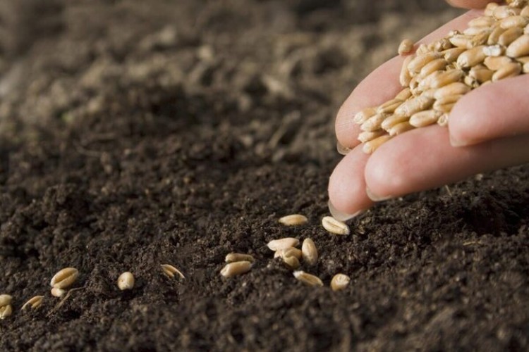خودکفایی در تولید بذرهای مورد نیاز بخش کشاورزی