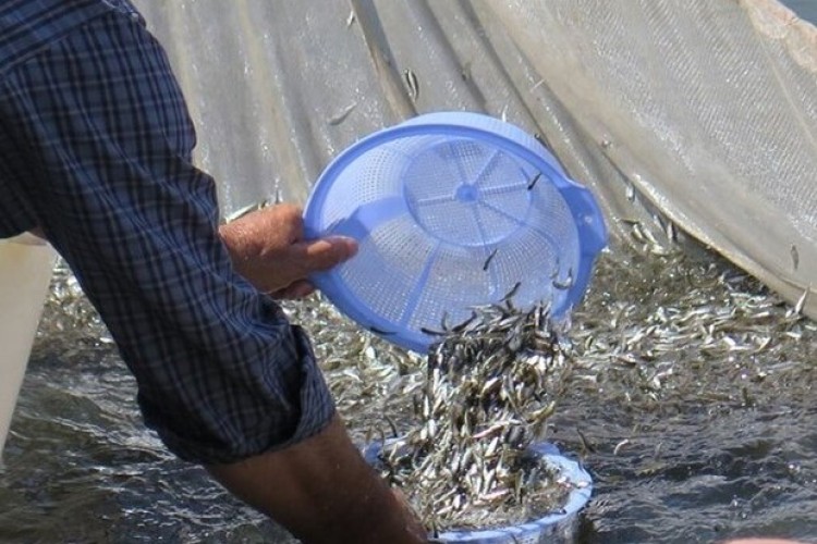 رهاسازی ۸۰ هزار قطعه انواع بچه ماهی بومی در تالاب شادگان