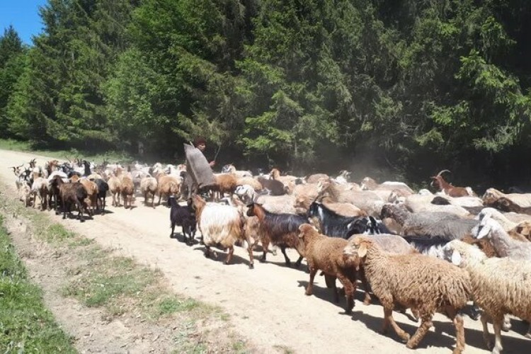 قرق شکنی در مراتع مازندران