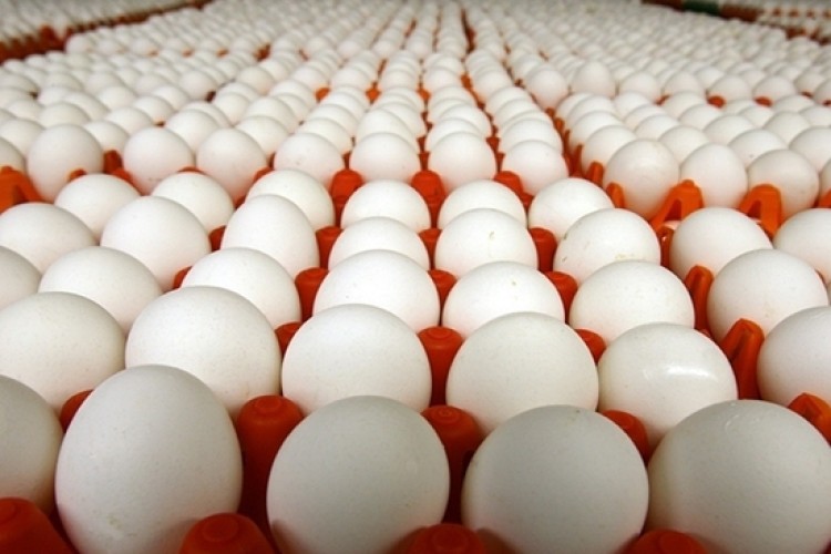 کشف یک انبار غیرمجاز نگهداری و نشانه گذاری تخم مرغ در اراک