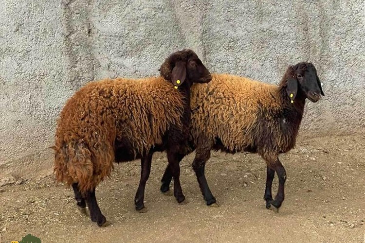 گوسفند «مهربانِ» ایرانی؛ گوسفندی همدانی که انگلیسی‌ها عاشقش شدند!