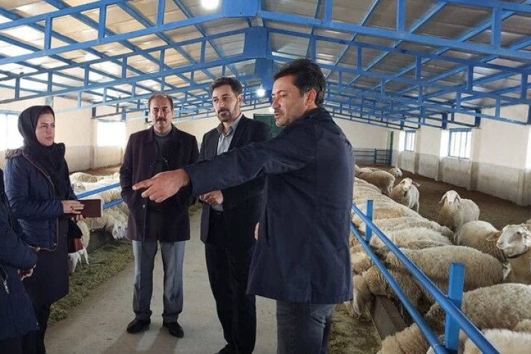 اجرای اولین طرح پرورش دو منظوره گوسفند داشتی پر تولید در شهرستان ارومیه