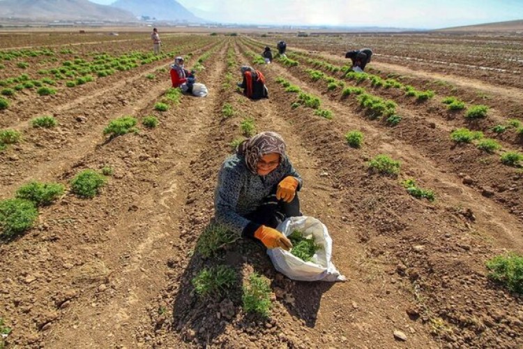 گیاه کنگر در اراضی زراعی کردستان کاشت می‌شود