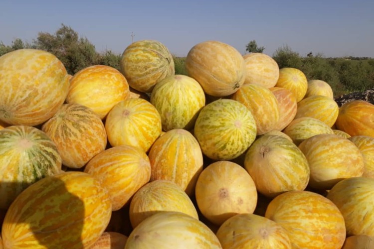 برداشت محصولات جالیزی در هیرمند منطقه سیستان آغاز شد