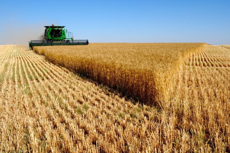 برداشت ۵۵۰ هزار تن گندم در استان لرستان پیش بینی می‌شود