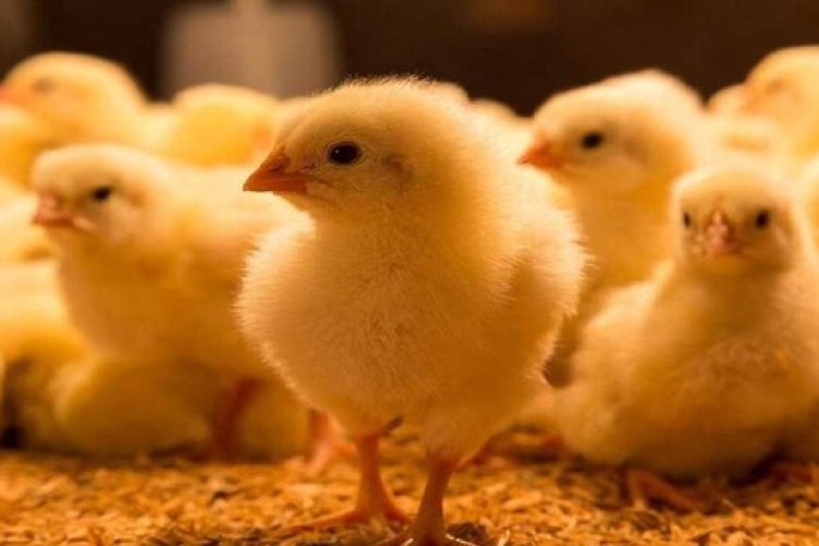 افزایش ۲۵ درصدی جوجه‌ریزی در مرغداری‌های چهارمحال و بختیاری