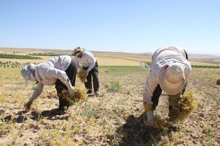 مبارزه بیولوژیک با کرم پیله‌خوار نخود در ۲۰۰۰ هکتار از مزارع لرستان