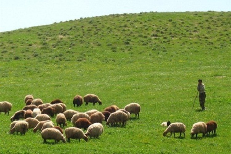 سرمایه ملی زیر پای دام‌های خراسان‌شمالی