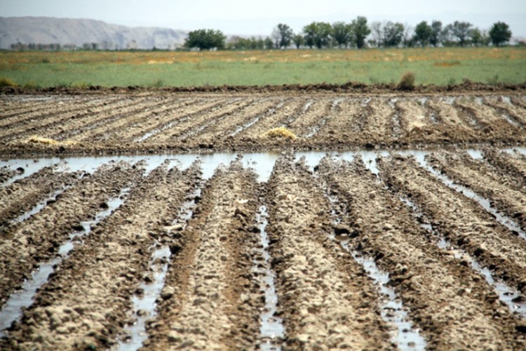 کشاورزی؛ فقیر‌تر از آب و خاک