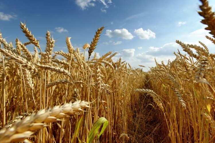 ایران در تولید گندم به خودکفایی رسید