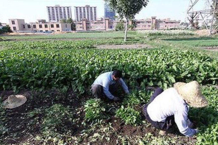 توضیحات دادستان تهران درباره استفاده از پساب‌های فاضلاب برای آبیاری محصولات کشاورزی در تهران