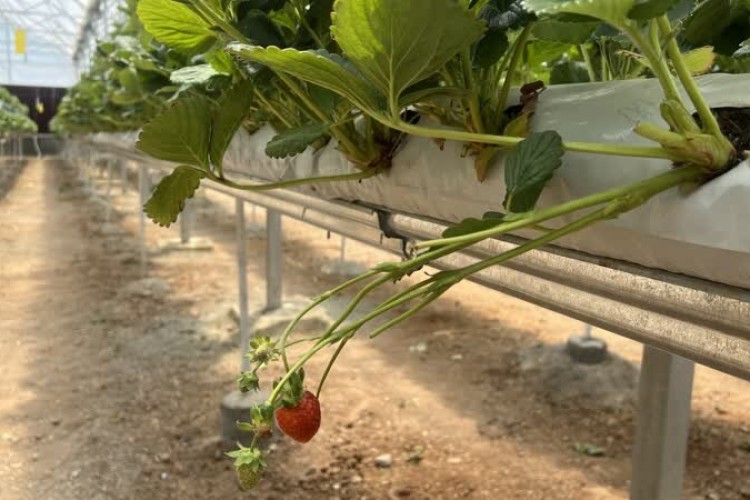 افتتاح کشت هیدروپونیک توت فرنگی در مجتمع گلخانه ای باباریز سنندج