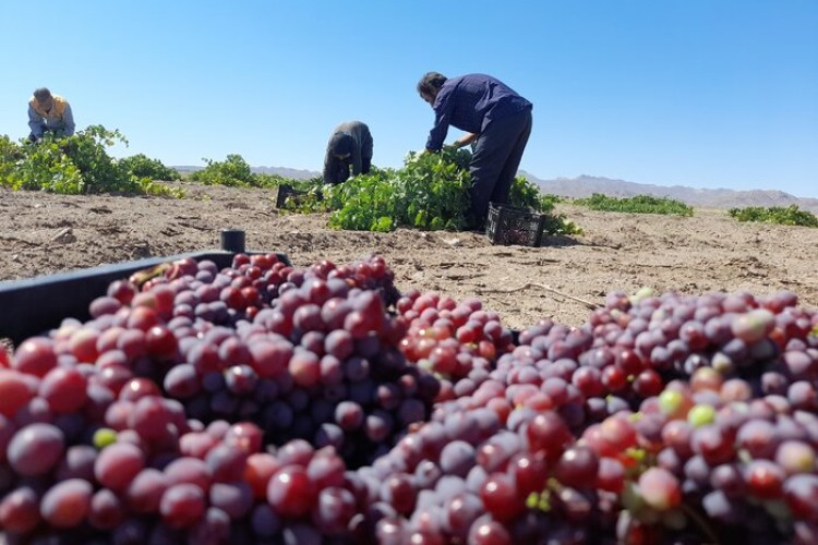 برداشت انگور یاقوتی در سیستان و بلوچستان از مرز ۳۵ هزار تن فراتر رفت