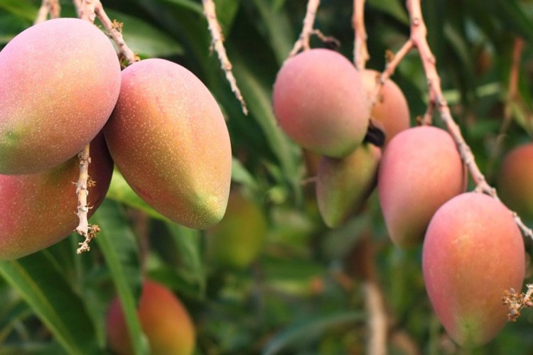 امکان تولید میوه‌های گرمسیری در کشور وجود دارد