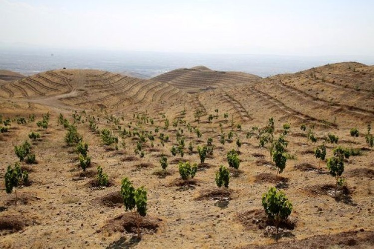 تدوین طرح بیابان‌زدایی در ۲۳۴ هزار و ۱۴۸ هکتار از اراضی استان مرکزی