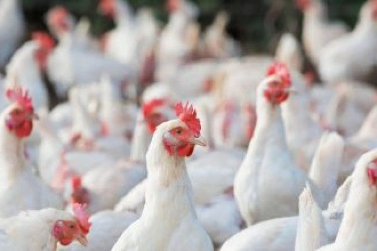 رونق صادرات با تولید مرغ سایز
