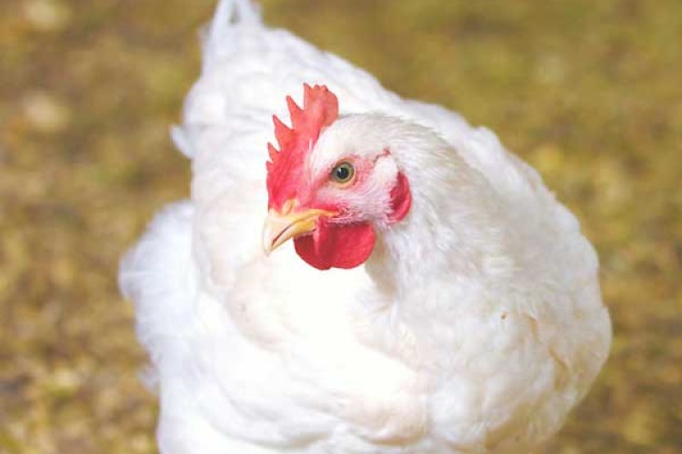 تولید و توزیع مرغ گوشتی به اتحادیه مرغداران گوشتی واگذار می‌شود