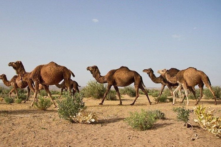 خروج ۱۹۰ نفر شتر از بستر تالاب بین‌المللی هامون