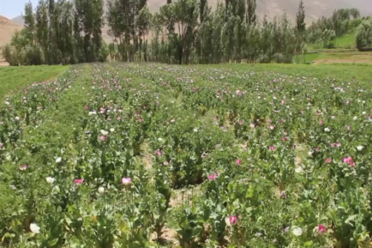 نهایی شدن طرح پنج ساله کشت بدیل کوکنار