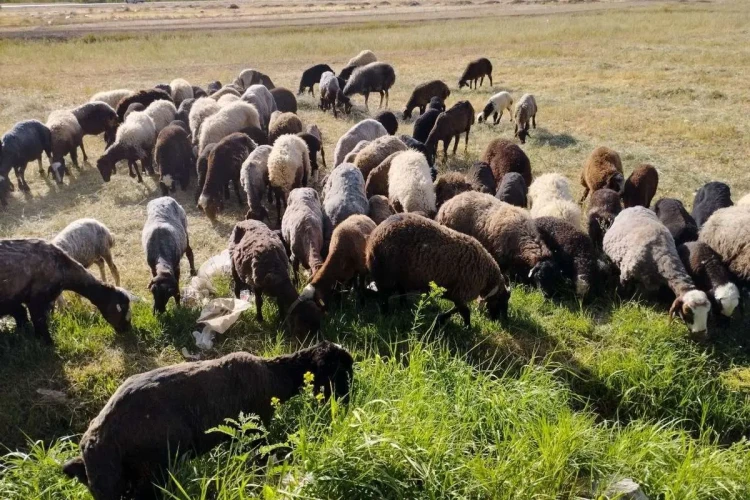 طی ۳ سال گذشته تولید دام سبک کاهش یافته است